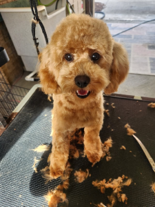 Cavoodle – Encounter Bay