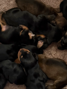 Dachshund – Toowoomba