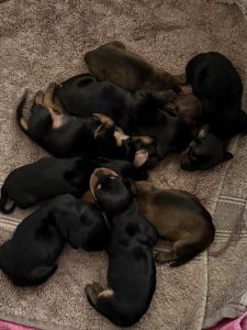 Dachshund – Toowoomba