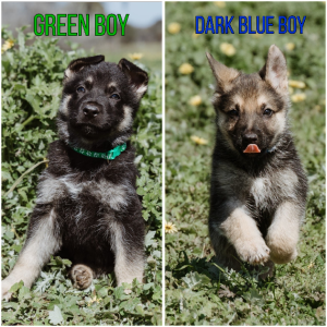 German Shepherd – Benalla