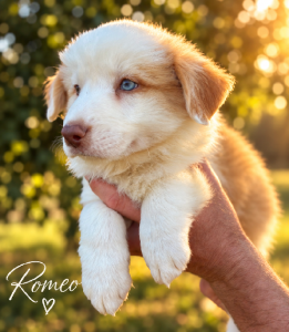 Border Collie – Christmas Creek