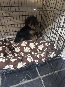 Airedale Terrier – Kingaroy