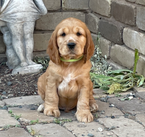 Cocker Spaniel – Kyabram