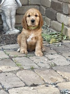 Cocker Spaniel – Kyabram