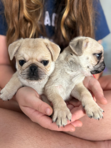 Pug – Sippy Downs