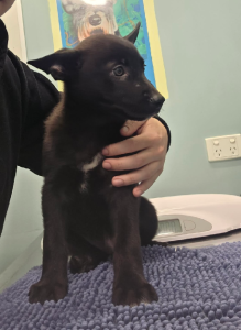 German Shepherd – Melbourne