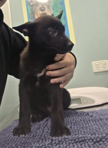 German Shepherd – Melbourne