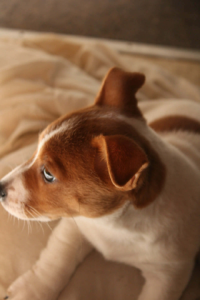 Jack Russell – Bolton Point