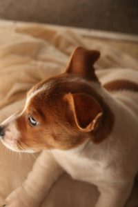 Jack Russell – Bolton Point