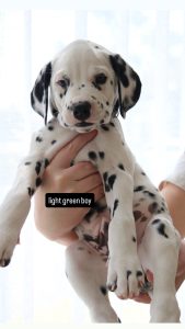 Dalmatian – Tamborine