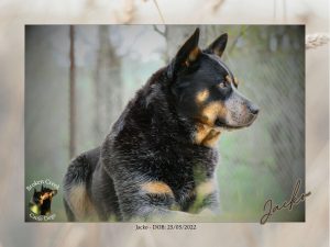 Stud – Cowra