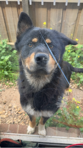 Dogs – Werribee