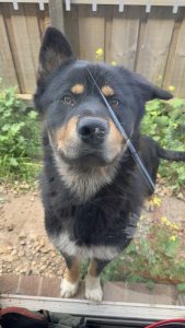 Dogs – Werribee