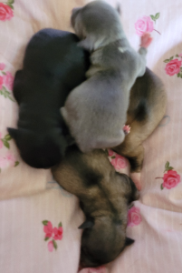 Chihuahua – Goulburn