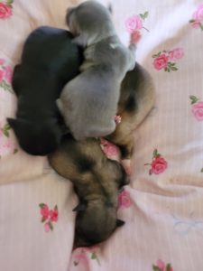 Chihuahua – Goulburn