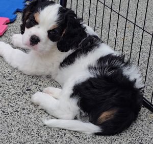 Dogs – Mudgeeraba