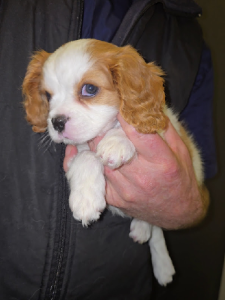 Cavalier King Charles Spaniel – Mudgeeraba