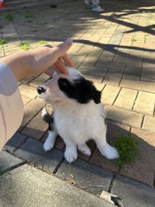 Border Collie – Seaton