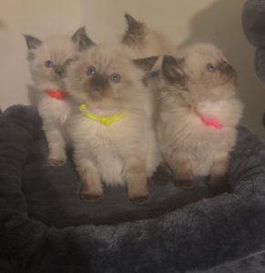 Ragdoll – Shepparton
