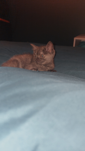 British Shorthair – Eden