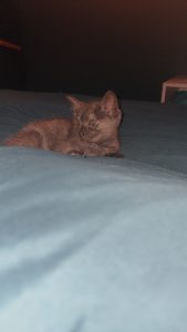 British Shorthair – Eden
