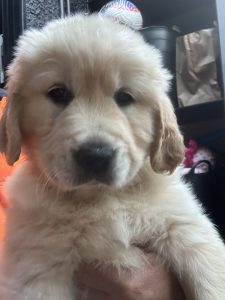 Golden Retriever – Saint Kilda West