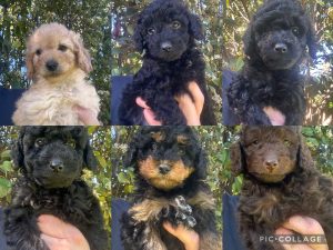Cavoodle – Highbury