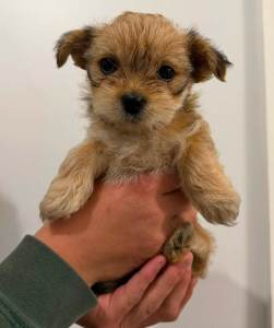 Shih Tzu – Naracoorte