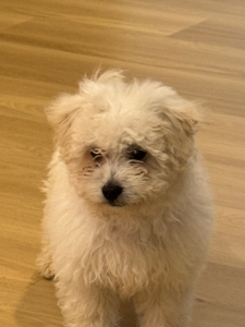 Maltese Shih Tzu – Werribee