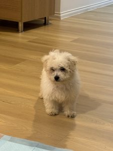 Maltese Shih Tzu – Werribee