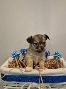 Chihuahua – Camira