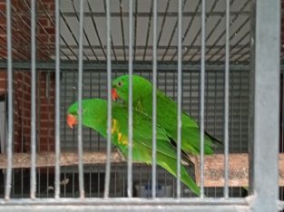 Lorikeet – Tacoma