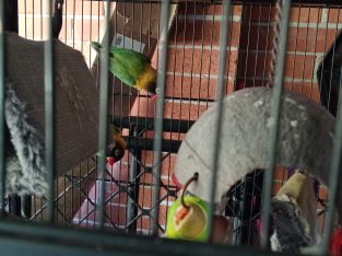 Lovebird – Tacoma