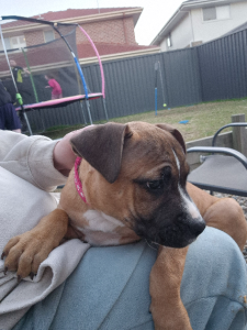 American Staffordshire Bull Terrier – Leppington
