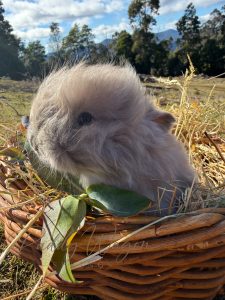 Rabbit – Franklin