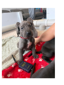 Great Dane – Beaconsfield