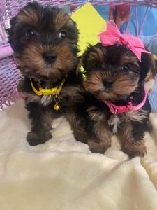 Yorkshire Terrier – Echuca