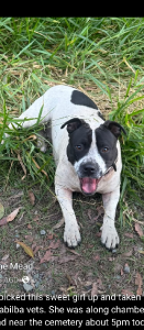 American Staffordshire Bull Terrier – Chambers Flat