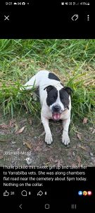 American Staffordshire Bull Terrier – Chambers Flat