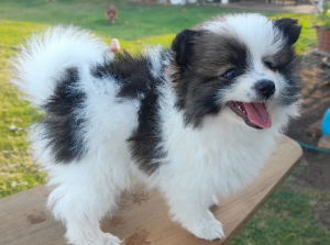 Pomeranian – Hivesville