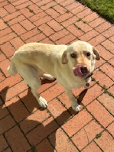 Labrador Retriever – Paralowie