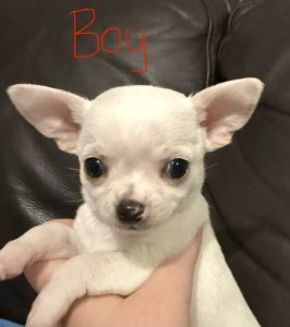 Chihuahua – Warragul