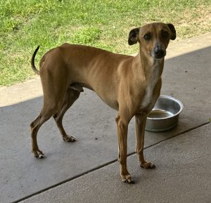 Italian Greyhound – Upper Caboolture