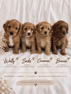 Cavoodle – Huskisson