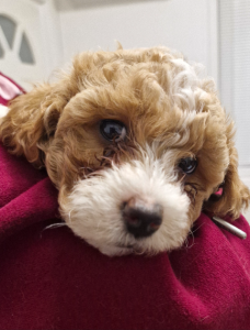 Maltese – Woodville Gardens