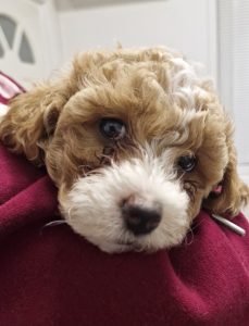 Maltese – Woodville Gardens