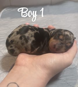 Miniature Dachshund – Bentley Park
