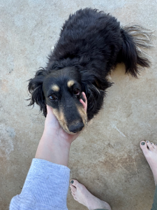 Dogs – Cabarlah