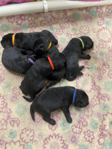 Labrador Retriever – Mount Gambier