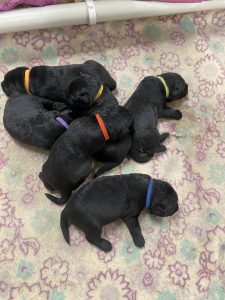 Labrador Retriever – Mount Gambier